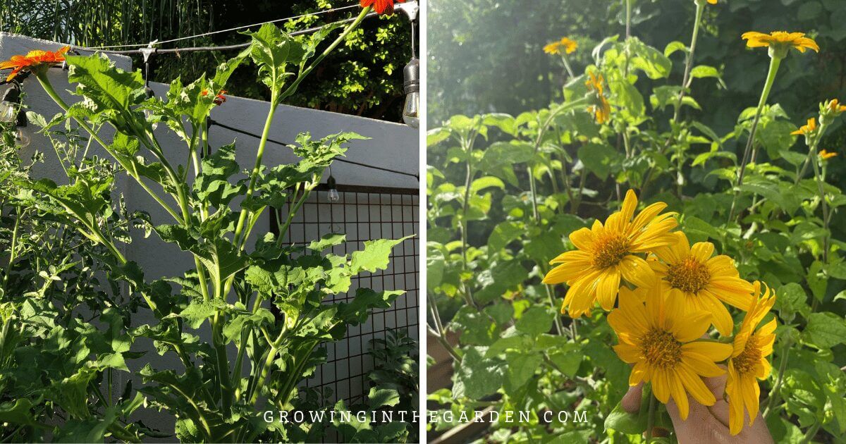Tithonia plants as a heat-tolerant cover crop