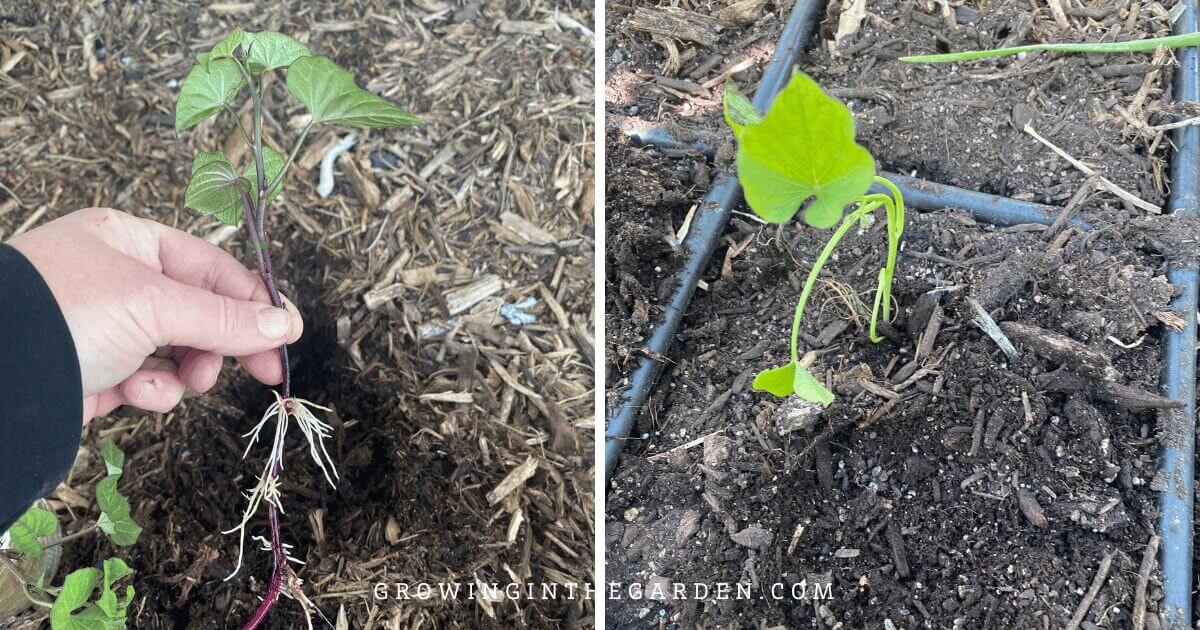 Sweet potatoes as a cover crop for hot climates 