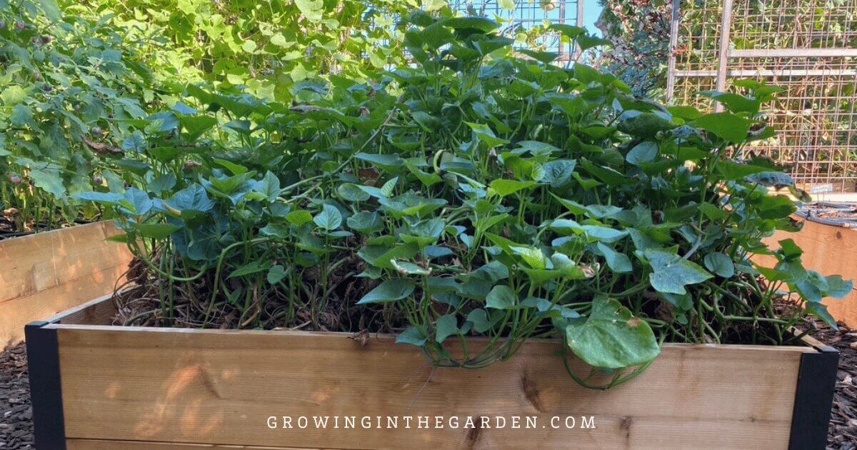 A wooden raised garden bed filled with lush green sweet potato vines—a perfect cover crop for hot climates—surrounded by more plants and beds in an outdoor garden. Text at the bottom reads GROWINGINTHEGARDEN.COM.