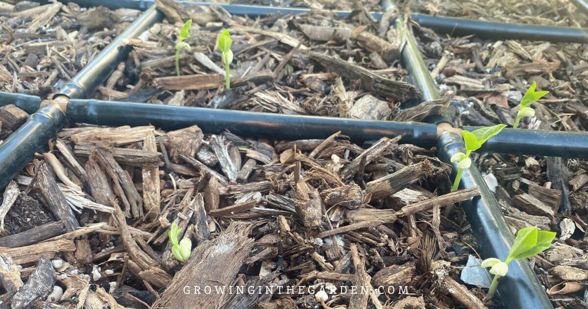 Cowpeas sprouting for a heat-tolerant cover crop
