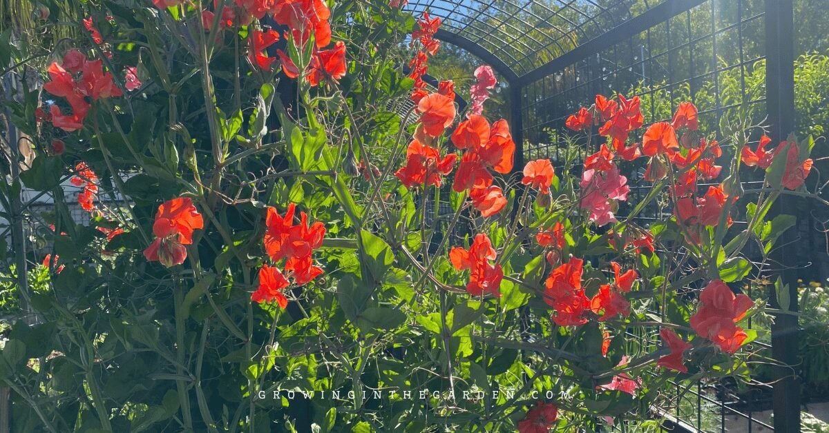 Red sweet pea flowers climbing on a garden trellis in bright sunlight, surrounded by green foliage.