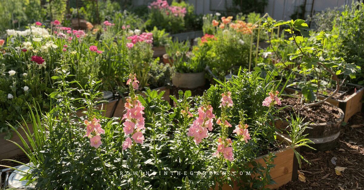 Sunlit garden with raised beds full of blooming pink and white flowers and lush green plants.