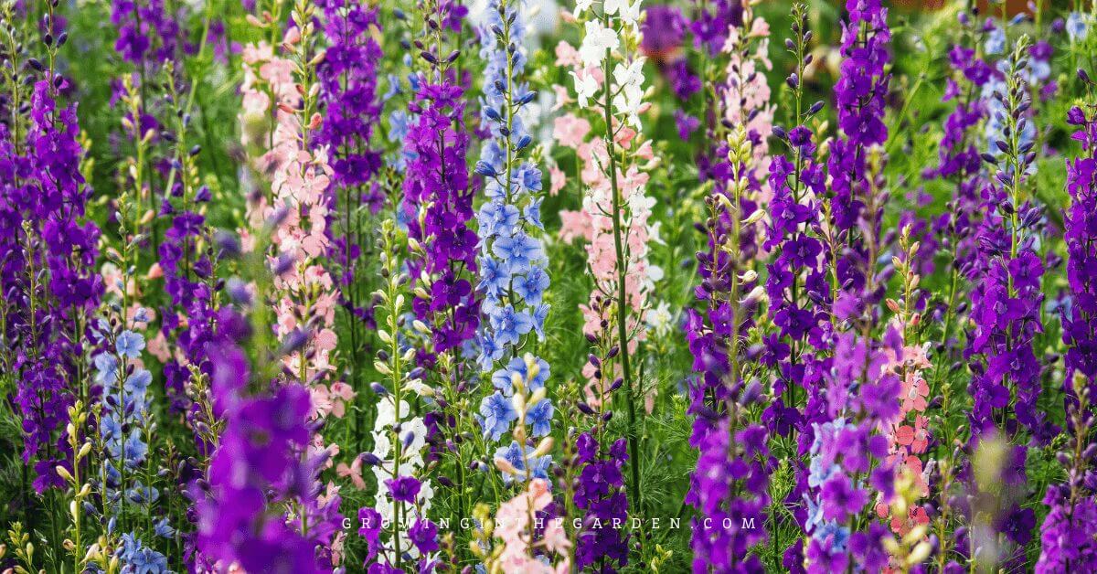 Tall spikes of vibrant purple, pink, and blue flowers blooming densely in a lush garden.
