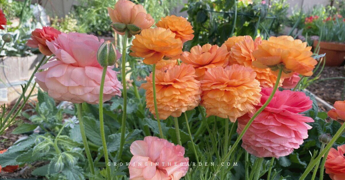 Peach, orange, and pink ranunculus flowers blooming in a garden with green foliage in the background.