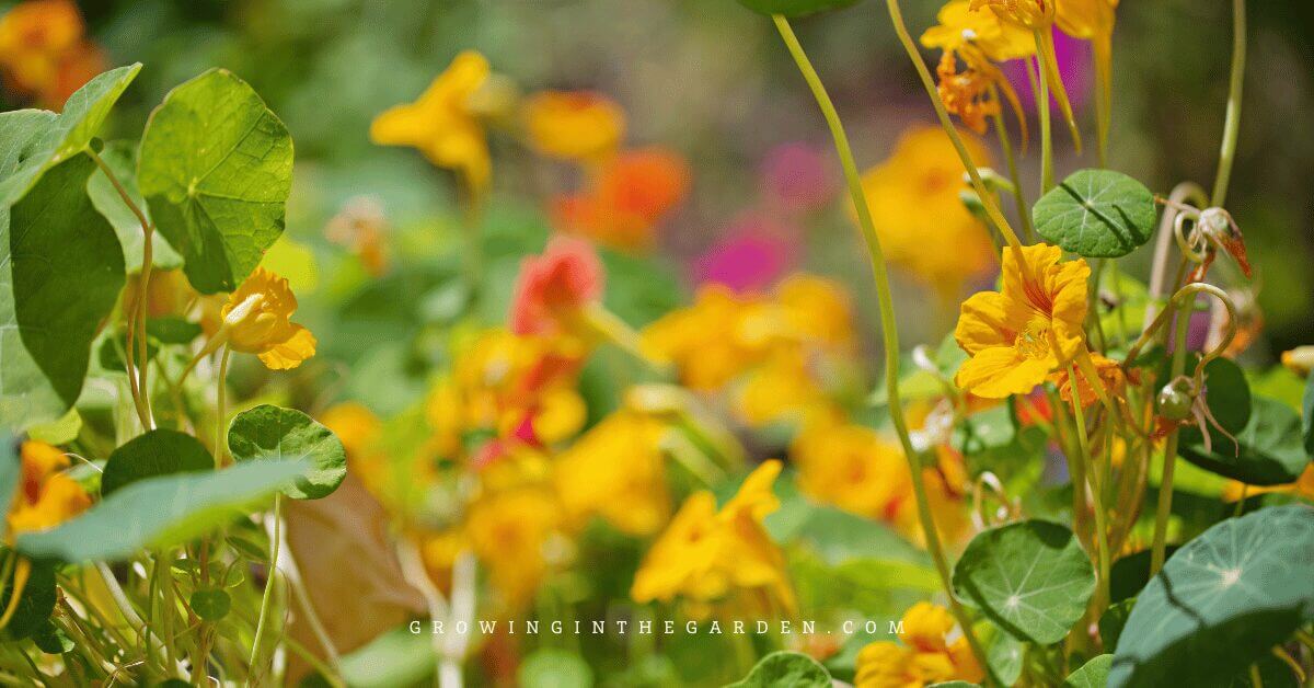 Yellow and orange nasturtium flowers and green leaves growing in a sunny garden.
