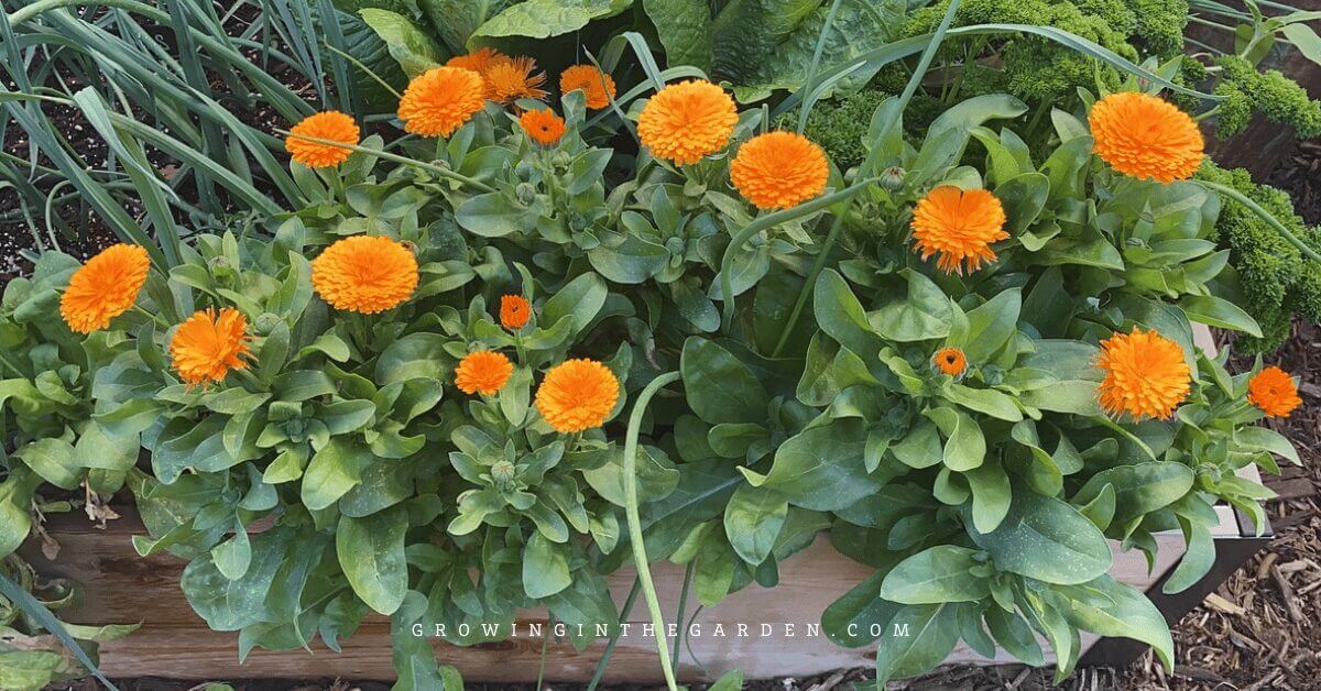 Bright orange calendula flowers blooming in a raised garden bed with green leaves surrounding them.