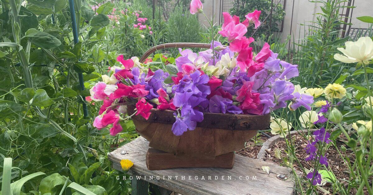 A rustic wooden basket filled with pink, purple, and white sweet pea flowers sits on a garden bench.