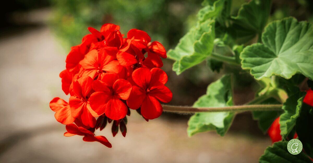 A bright red cluster of geranium flowers, known as easy fall flowers to grow in Arizona, with green, round-edged leaves, set against a blurred outdoor background.