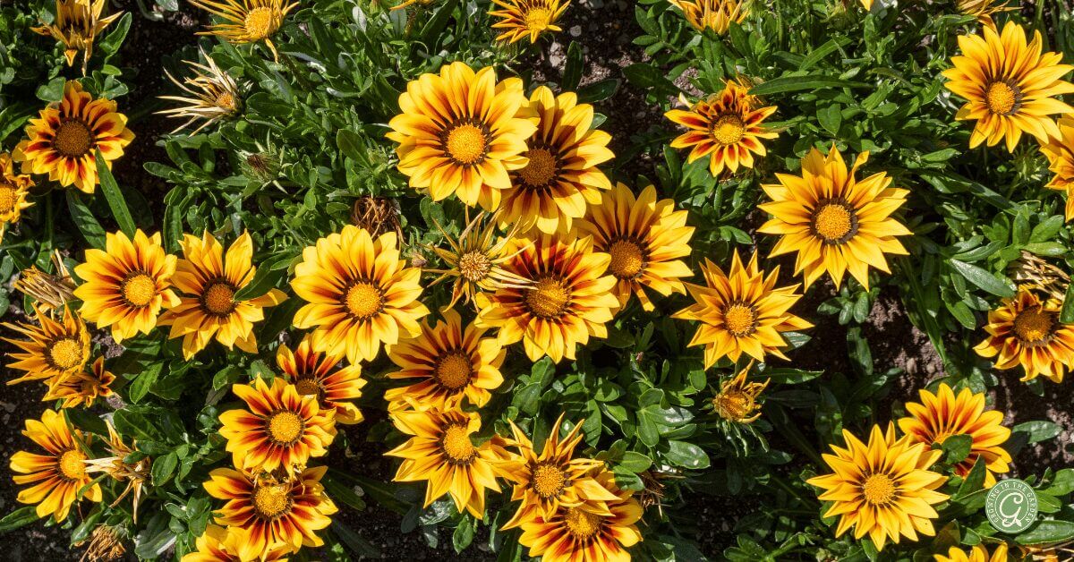 Gazania