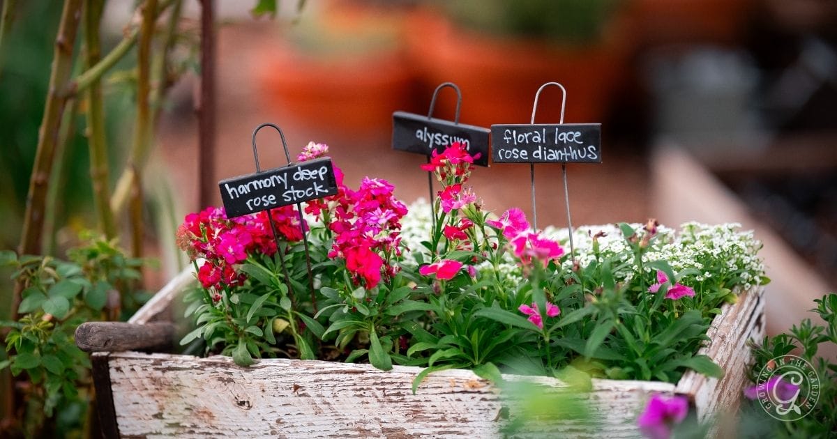 A rustic white wooden planter box holds blooming pink and white flowersโeasy fall flowers like harmony deep rose stock, alyssum, and floral lace rose diantusโeach labeled with a small black sign.