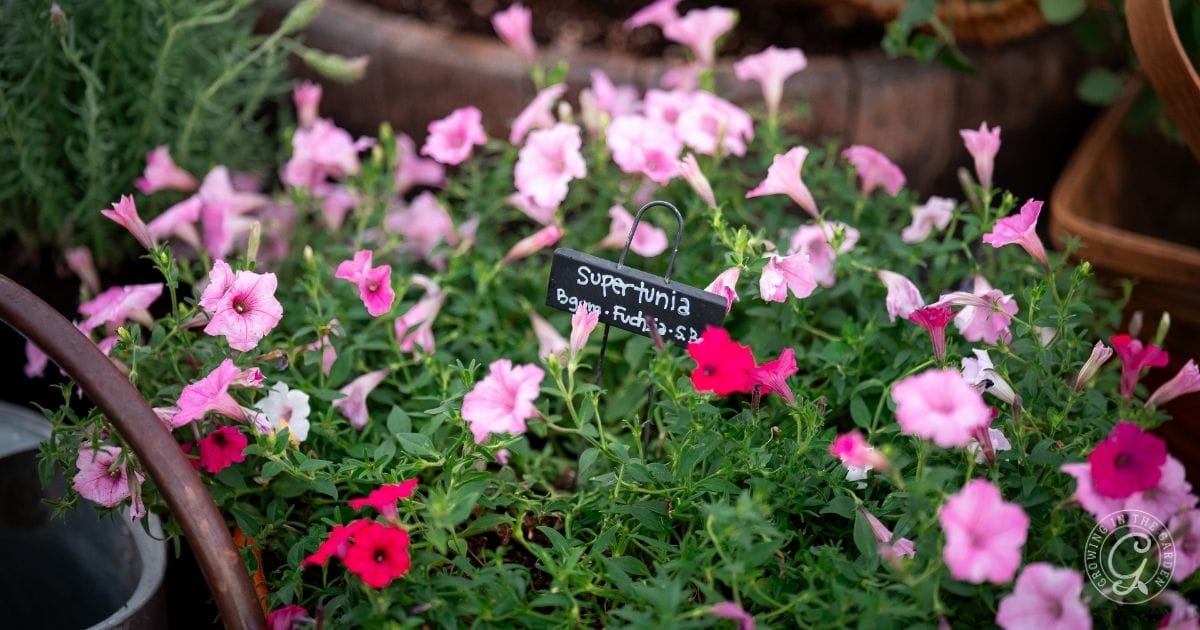 A garden bed filled with blooming pink and magenta Supertunia flowersโone of the easy fall flowers to grow in Arizona. Green foliage surrounds the display, a small black plant label stands out, and a watering can peeks from the corner.