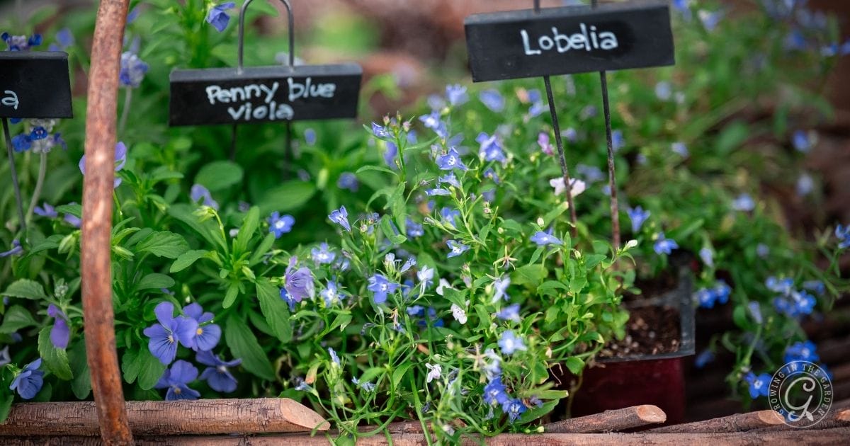 Various potted plants with small blue flowers labeled โPenny blue violaโ and โLobeliaโ are grouped together in a garden bedโperfect choices if youโre looking for easy fall flowers to grow in Arizona, each marked with black name signs.