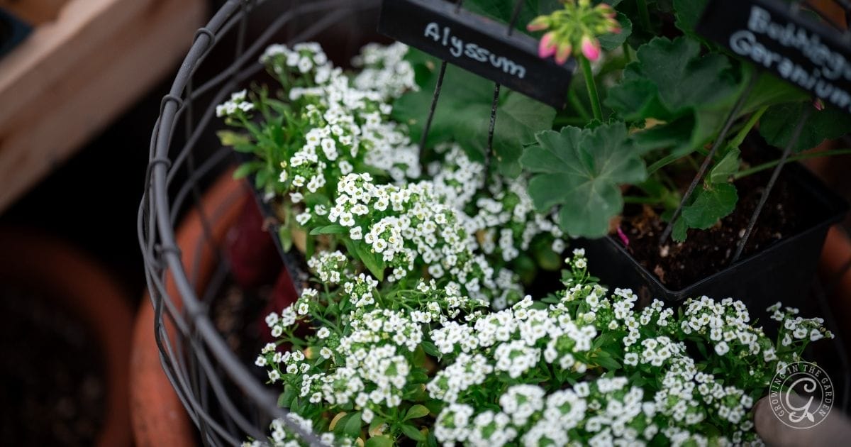 A wire basket holds small pots of white alyssum flowers, labeled with a sign reading Alyssumโone of the easy fall flowers to grow in Arizonaโwhile other plants fill the background.