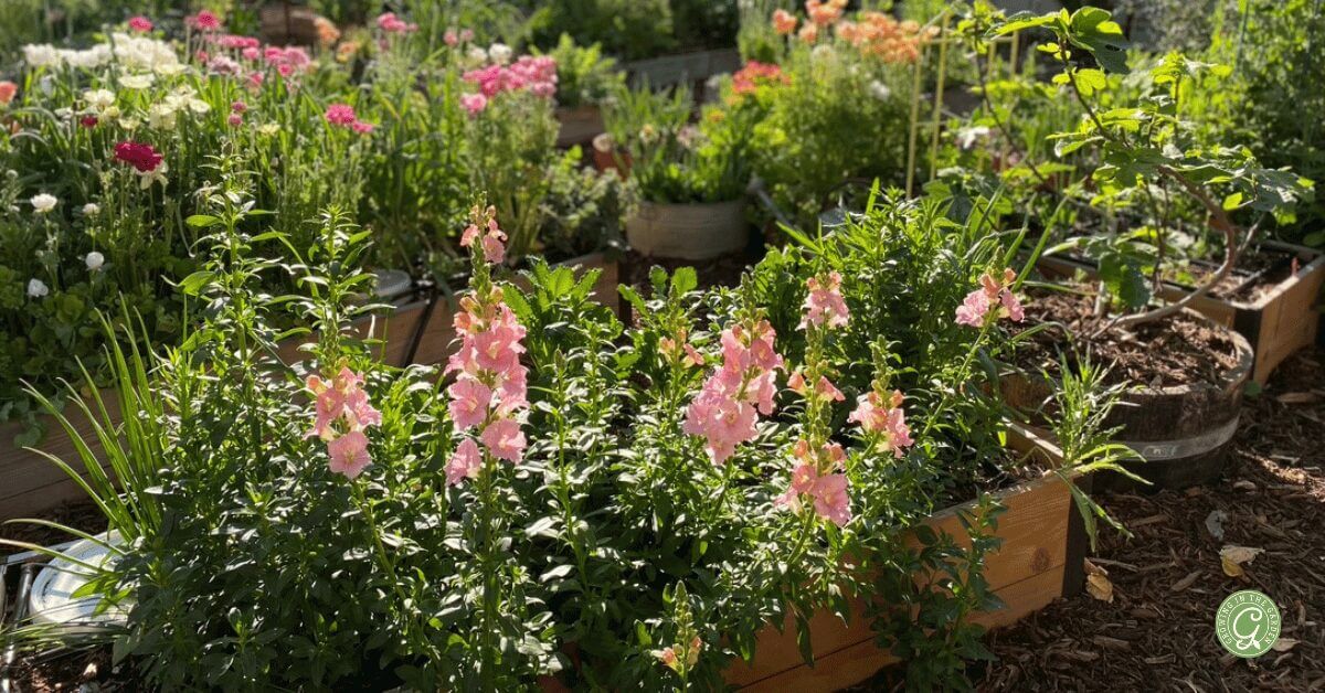 Snapdragons in bloom
