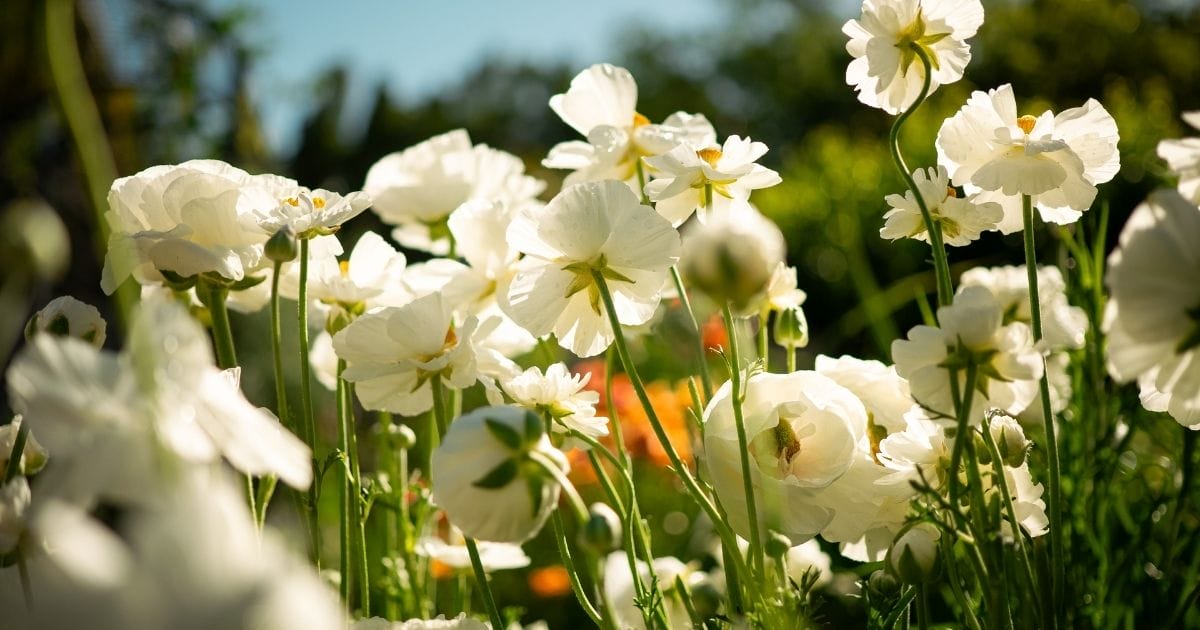 white ranunculus flowers