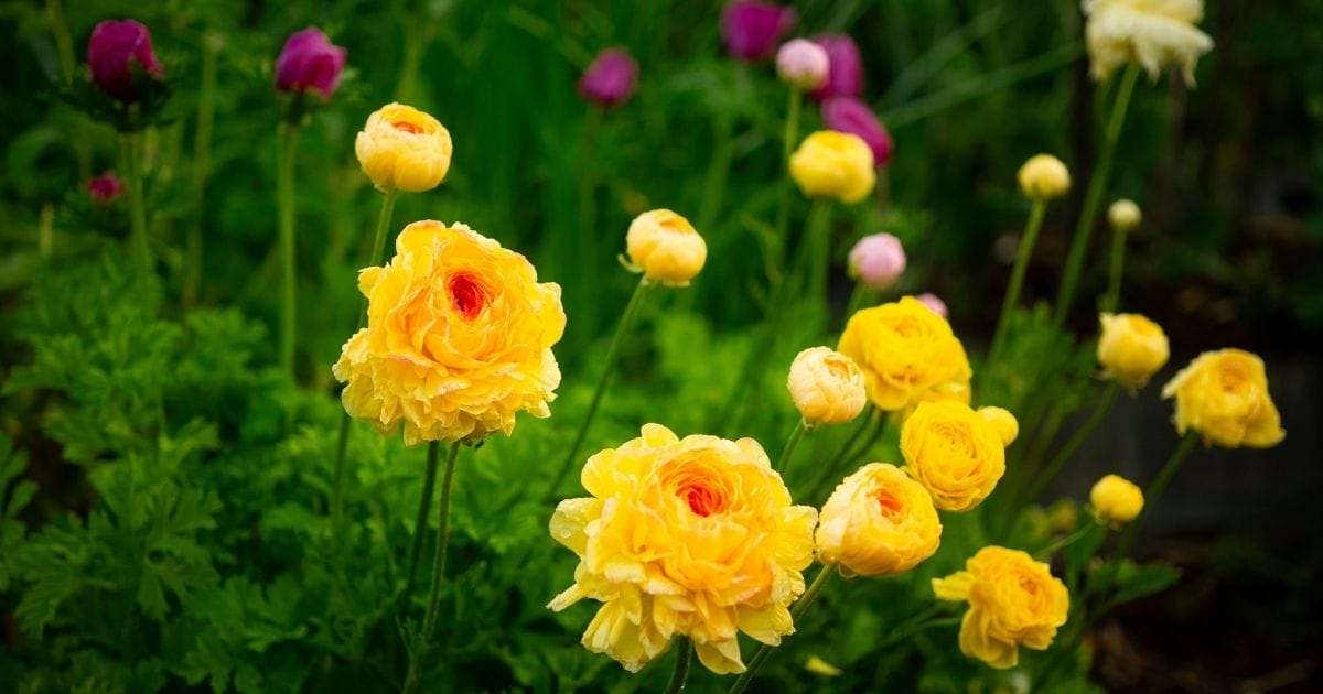 yellow and magenta ranunculus