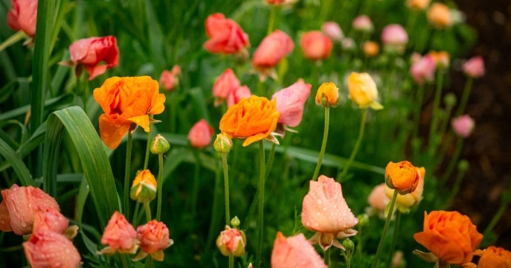 Salmon Tecolote ranunculus