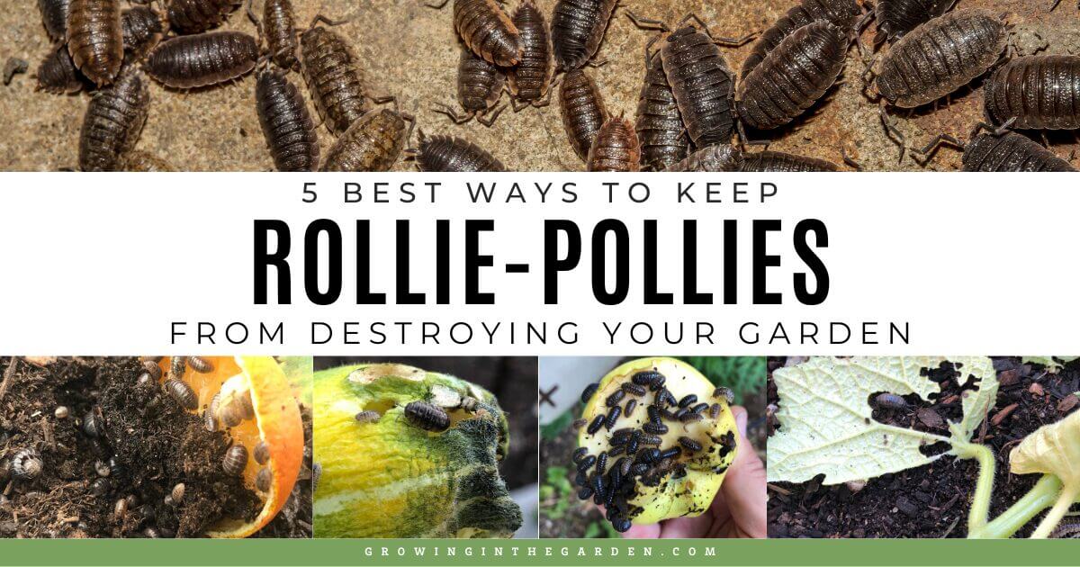 A collage showing rollie-pollies (pill bugs) on soil and garden vegetables, with the text: 5 Best Ways to Keep Rollie-Pollies from Destroying Your Garden, tips on how to trap gophers correctly, and the website growinginthegarden.com.