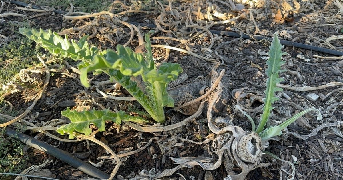 Artichokes come out of dormancy in October