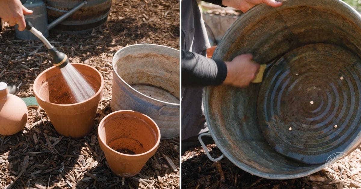 Clean out smaller containers before planting