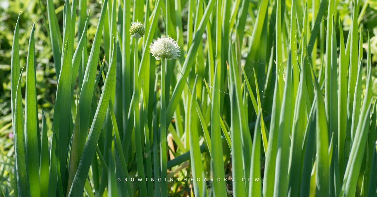 How to Grow Green Onions 