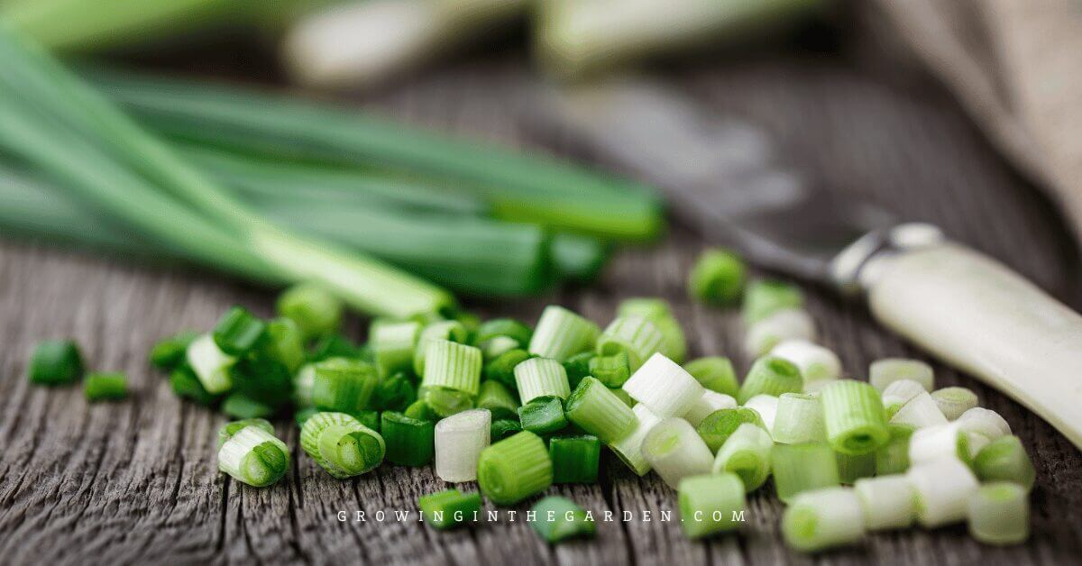 How to Grow Green Onions
