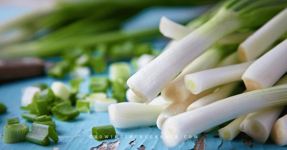 How to Grow Green Onions
