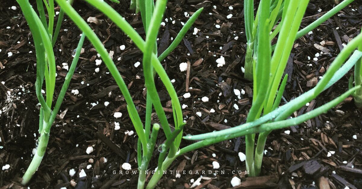 Close-up of young green onion plants growing in dark soil with small white fertilizer pellets scattered on the surface, demonstrating how to grow green onions for healthy, vibrant growth.