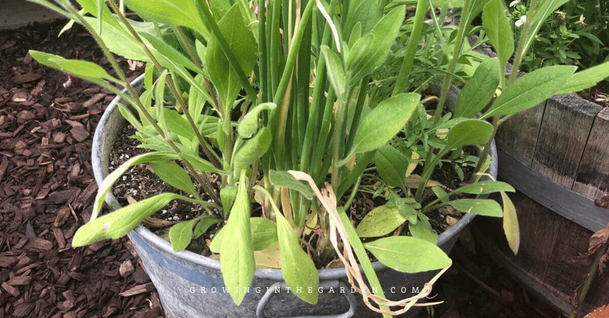 A metal container filled with garlic chives and green sage plants sits on soil with mulch and a wooden planter nearby—a lovely setup for gardeners interested in learning how to grow green onions alongside other herbs.
