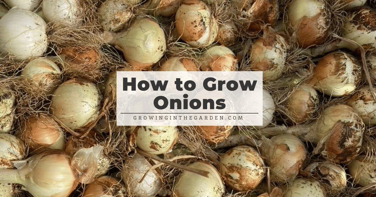 A pile of freshly harvested onions with roots and dirt still attached. Overlaid text reads: “How to Grow Green Onions. growinginthegarden.com”.