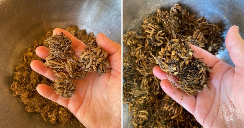 corms before and after soaking