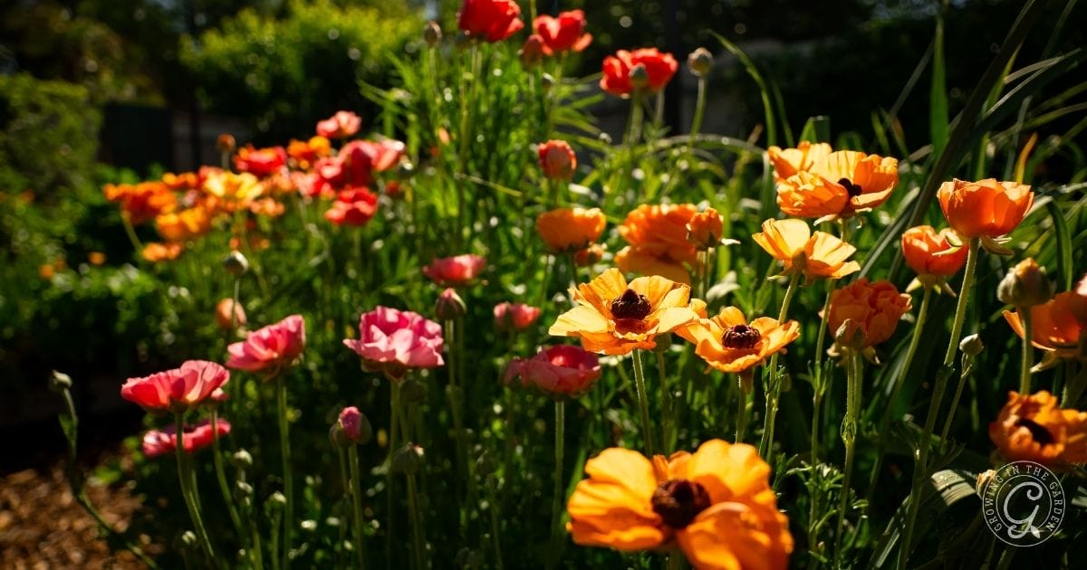 orange and pink ranunculus