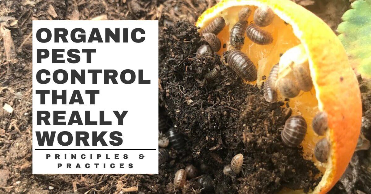 A group of pill bugs gathers on a halved orange on soil. Text beside the image reads: Organic pest control that really works, plus tips on how to trap gophers correctly. Principles & Practices.