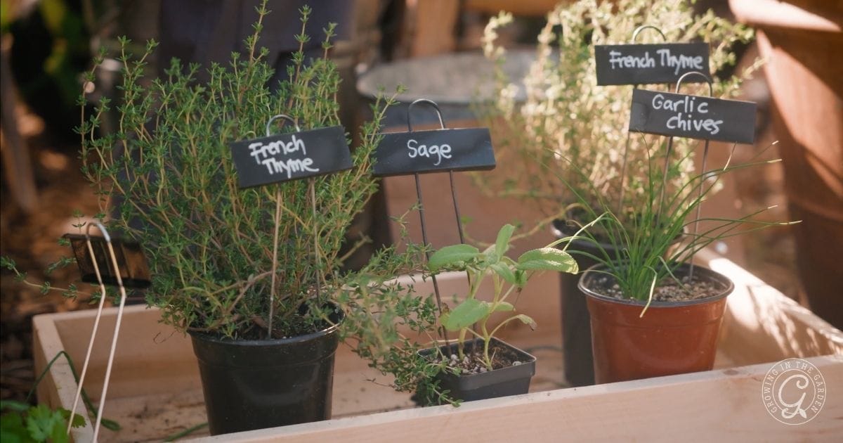 Plant perennial herbs in October