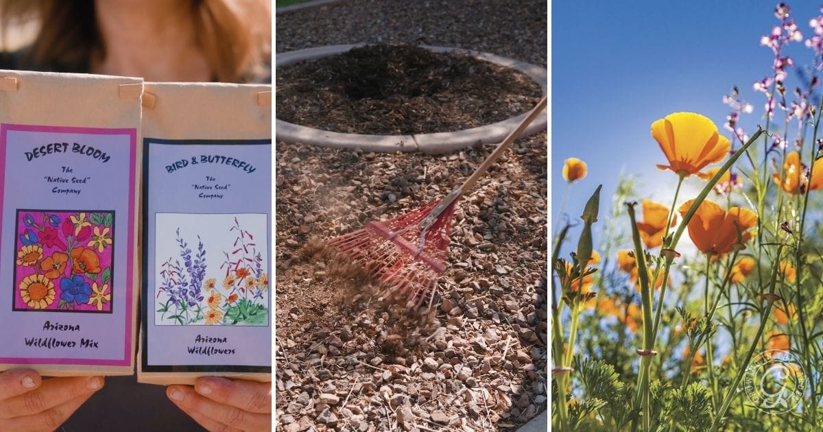 Plant wildflowers in October