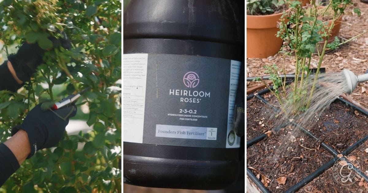 Prune and fertilize roses in October