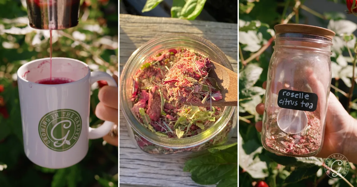 Three images: pouring tea into a mug, dried tea ingredients in a jar, labeled jar of Roselle Citrus Tea.