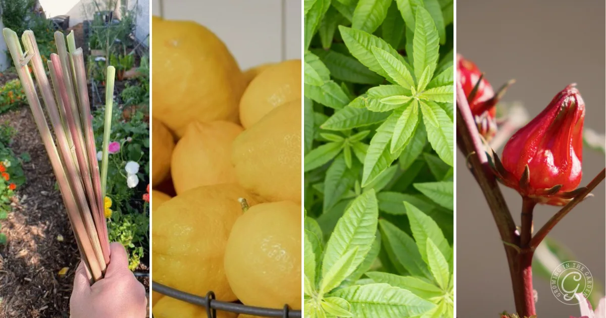 Four vertical panels: rhubarb stalks, lemons, green leaves, and red hibiscus buds&mdash;each close up&mdash;highlight the vibrant ingredients found in Roselle Citrus Tea.