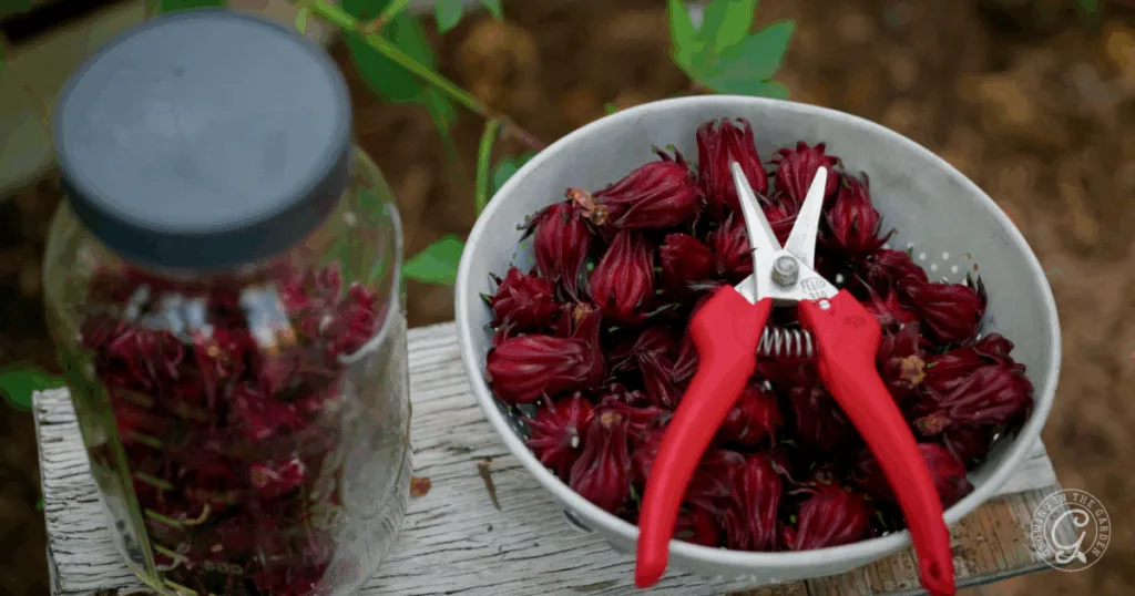 A bowl of red roselle calyces and red pruning shears sit beside a jar, ready for making refreshing Roselle Citrus Tea, all arranged on a wooden surface outdoors.
