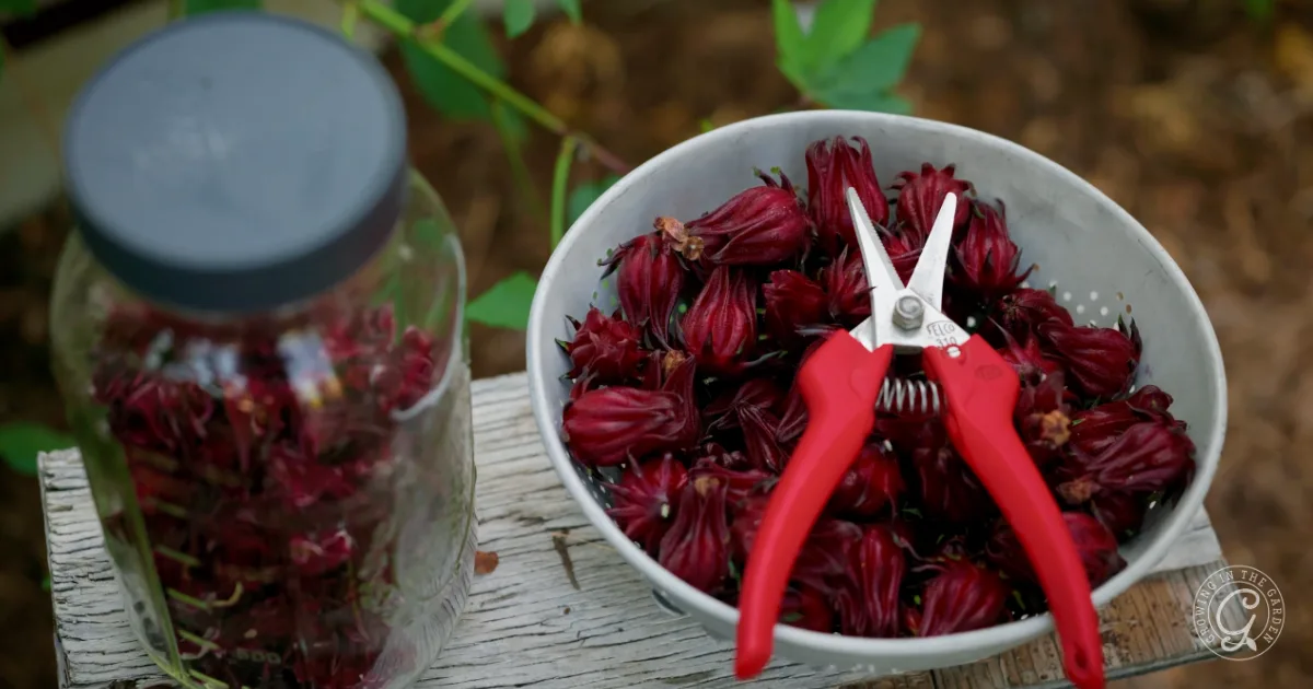 A bowl of red roselle calyces and red pruning shears sit beside a jar, ready for making refreshing Roselle Citrus Tea, all arranged on a wooden surface outdoors.