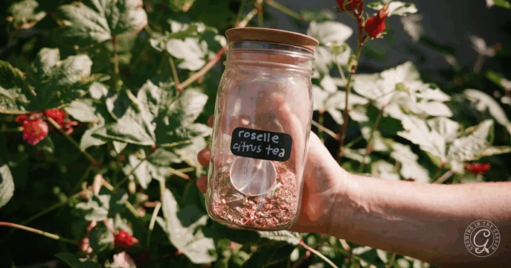 A hand holds a jar labeled Roselle Citrus Tea in front of green leafy plants dotted with vibrant roselle flowers.