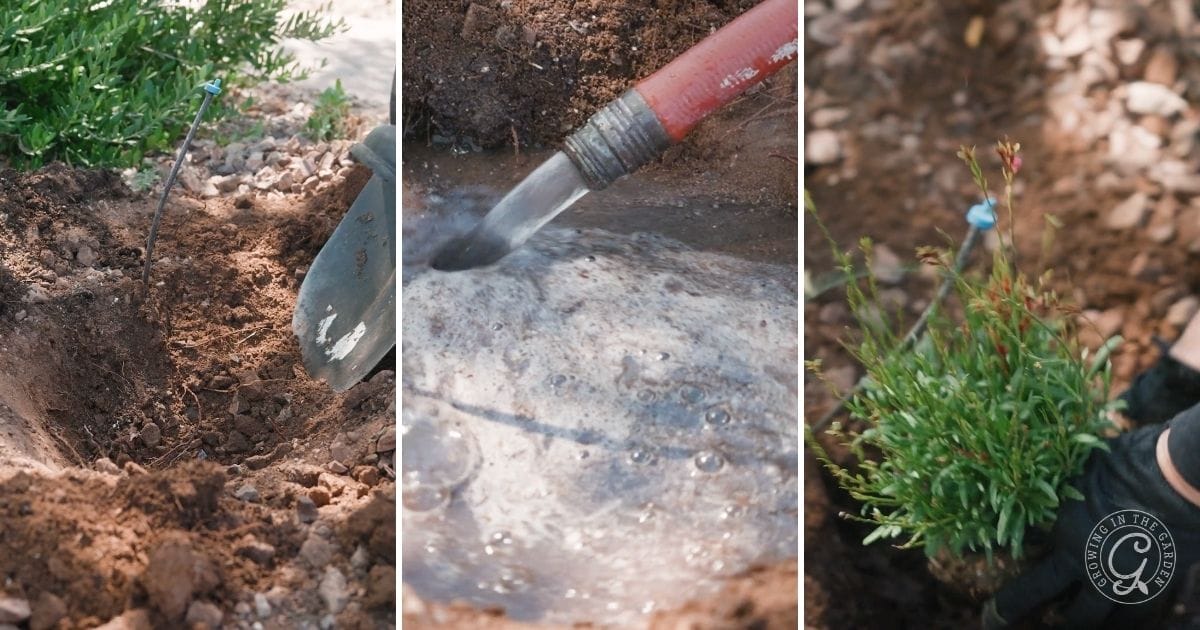 Tips for planting landscape plants in October