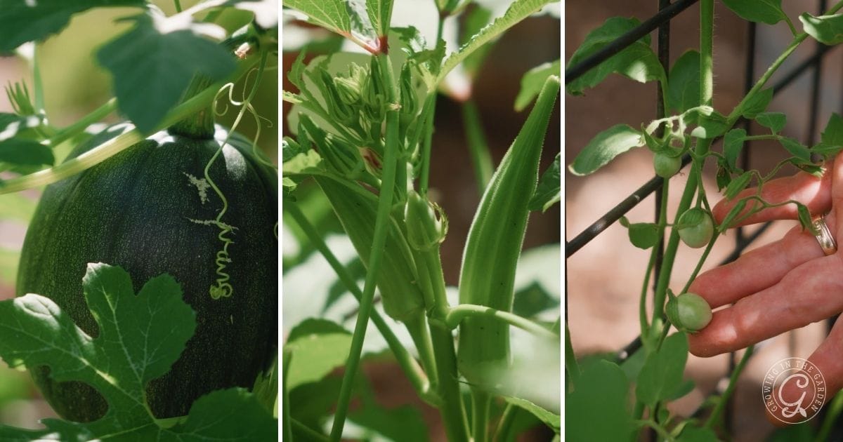 Transition from warm to cool season crops in October