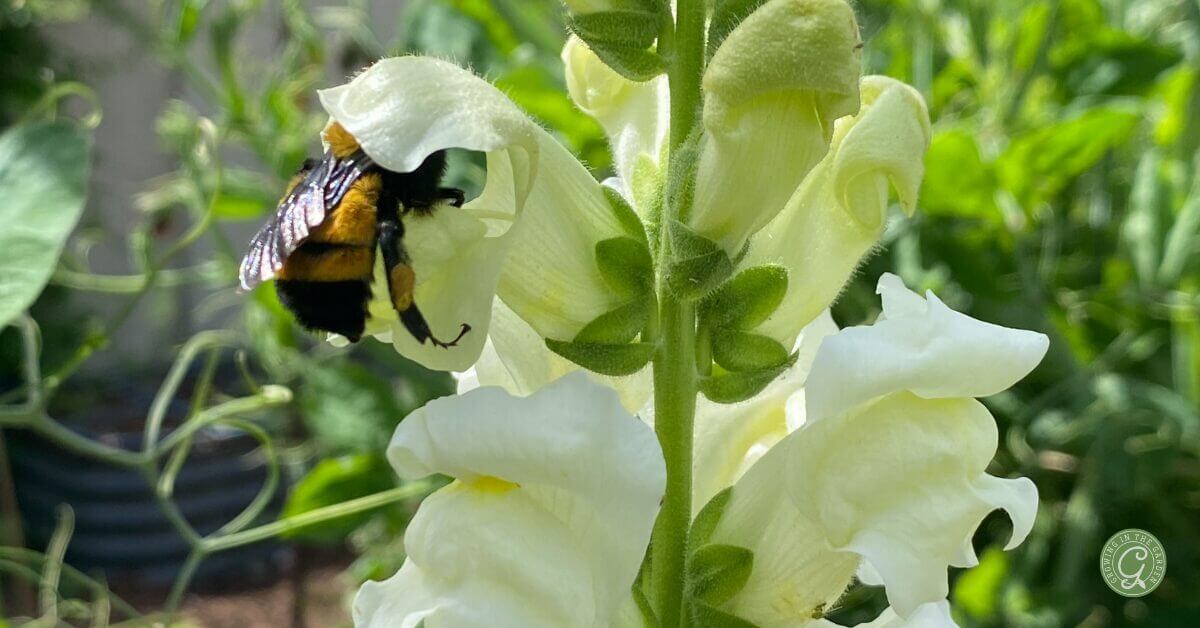 Flower Growing Basics