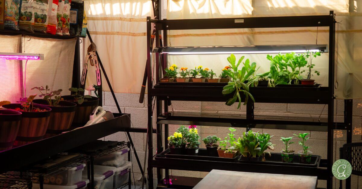 Greenhouse Tips for Hot Summer Climates