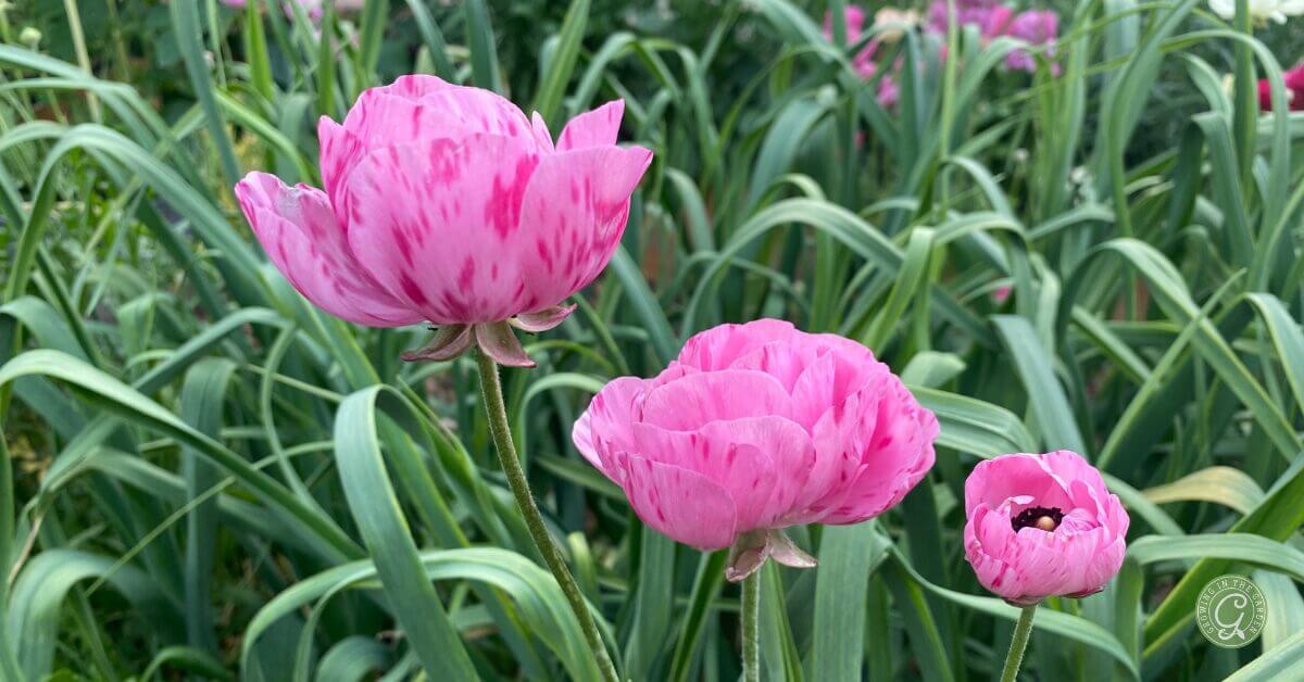 Flower Growing Basics