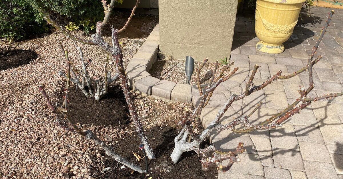 How to Grow Roses in Hot Summer Climates