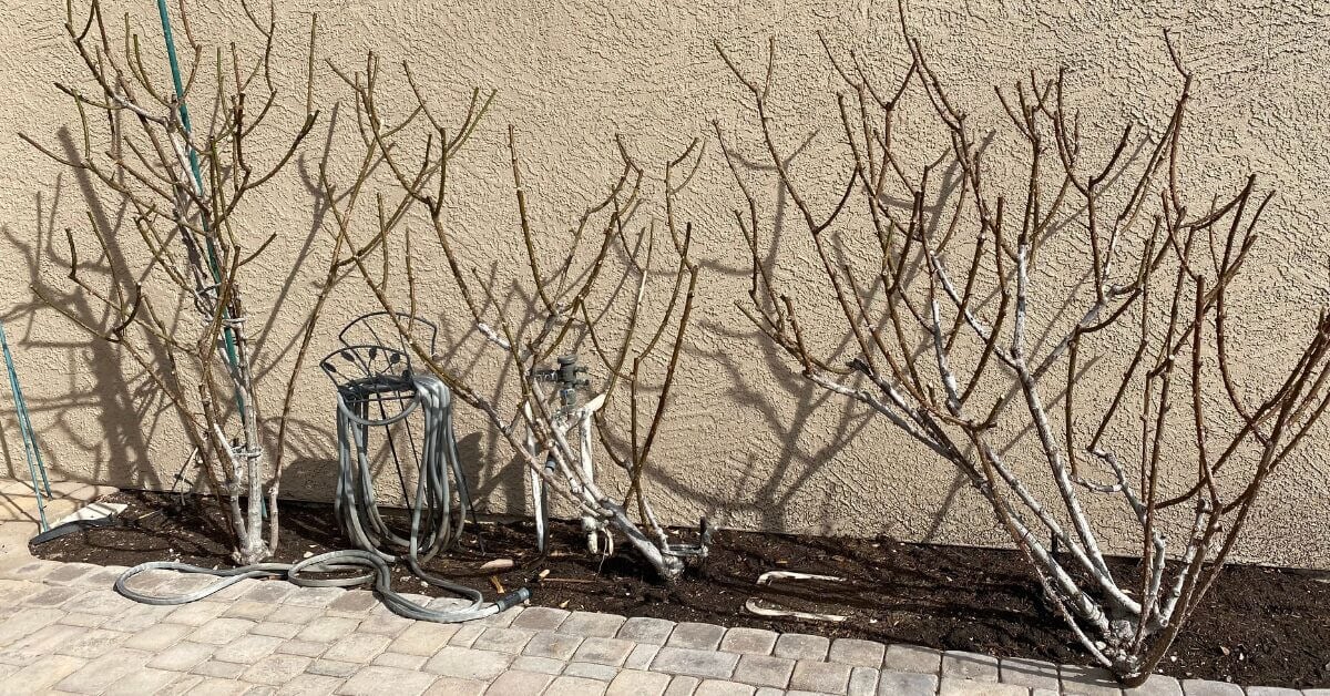 How to Grow Roses in Hot Summer Climates