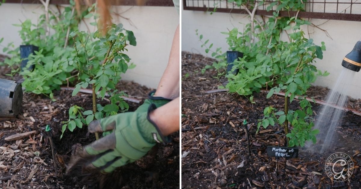 Caring for Roses During November