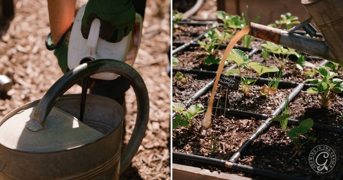 Fruit Trees and Citrus